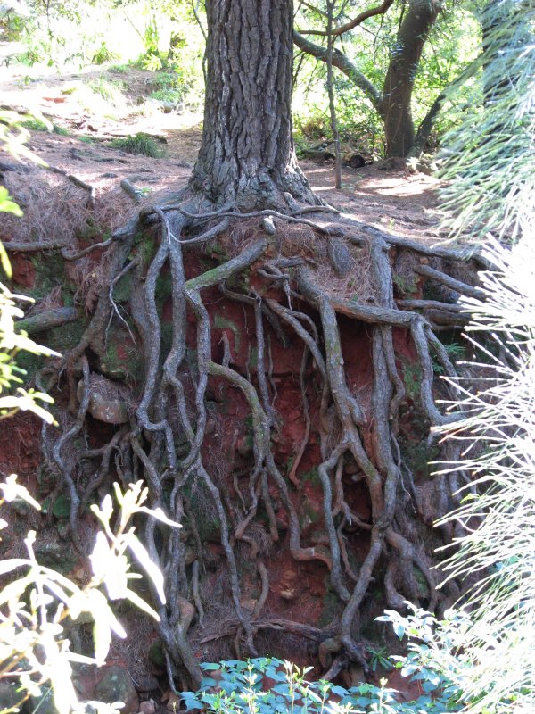 tree drawing with roots. Exposed roots of a pine tree
