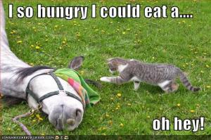 A very hungry cat