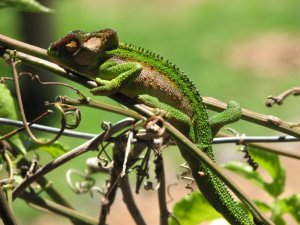 A narcoleptic chameleon, perhaps