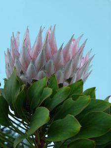A beautiful flowering protea