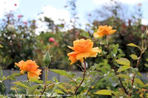 Fragrant roses at the Chart Farm in Wynberg