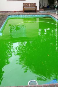 Is our pool green enough to win a prize?