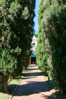 Giant trees line the path to the Library's main entrance