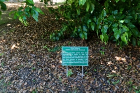 Mulberry tree sign