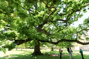 The so-called Royal Oak Tree, planted in 1928